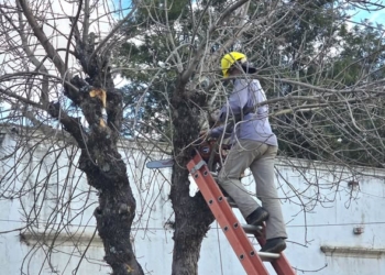 Comenzó el Plan de Poda Correctiva en Pueblo Liebig